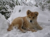 Nikita e la neve