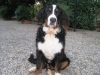 Oscar,  il Bovaro del Bernese