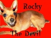 Rocky the Devil