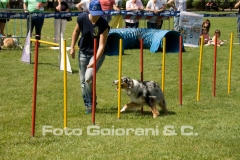 Agility Dog con il GS  Addestramento Cani Valdinievole