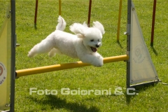 Agility Dog