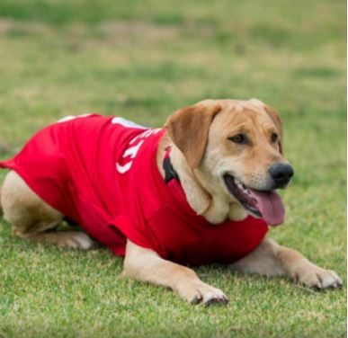 Squadra di calcio messicana adotta cane randagio